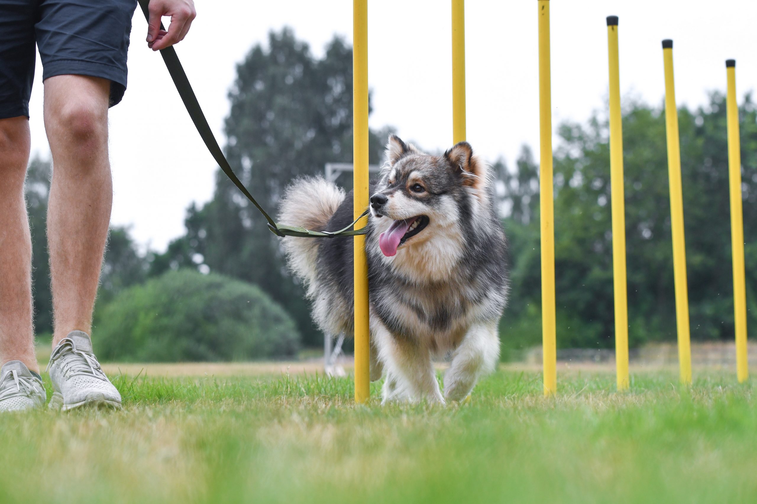 The Ultimate Guide To Dog Training: Tips And Tricks For Success